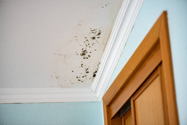 Best Mold Damage Repair  in Lumberton, TX